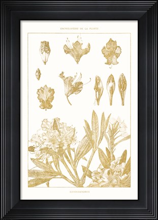 Framed Golden Rhododendron on White Print