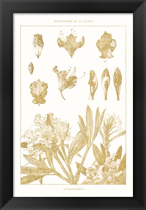 Framed Golden Rhododendron on White Print