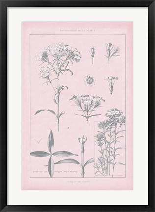 Framed Rose Quartz Phlox Print