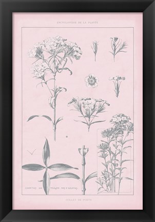 Framed Rose Quartz Phlox Print