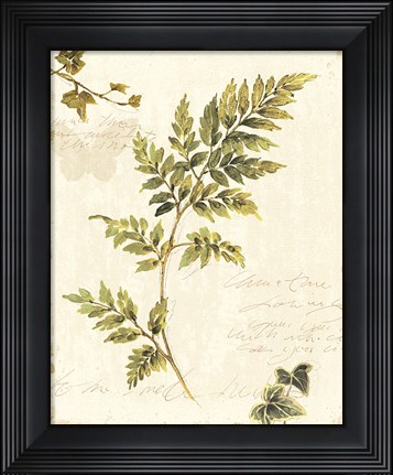 Framed Ivies and Ferns III no Dragonfly Print