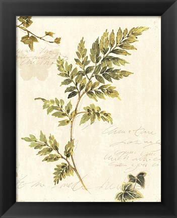 Framed Ivies and Ferns III no Dragonfly Print