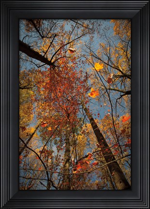 Framed Looking Up II Print