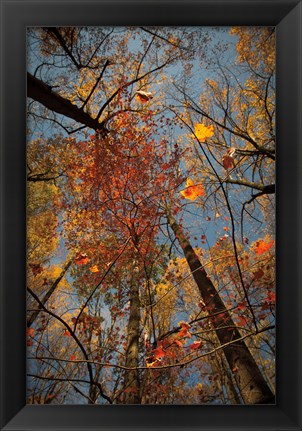 Framed Looking Up II Print