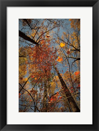 Framed Looking Up II Print