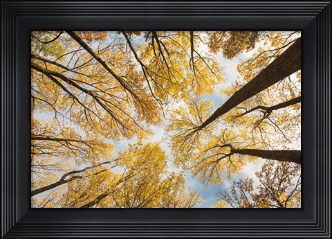 Framed Looking Up I Print