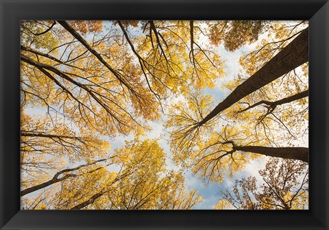 Framed Looking Up I Print