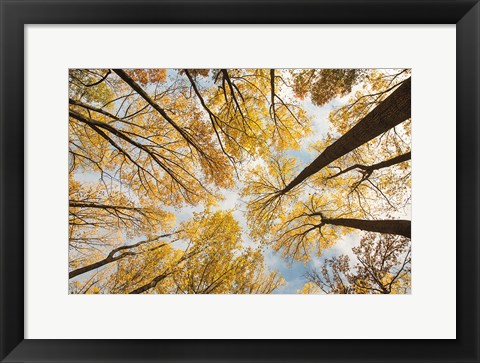 Framed Looking Up I Print