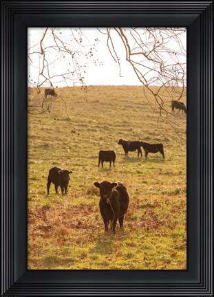 Framed Fall Field II Print
