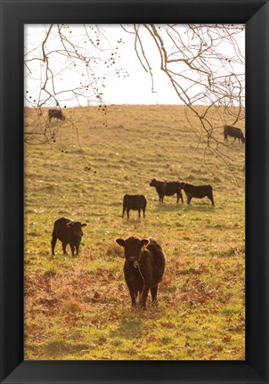 Framed Fall Field II Print