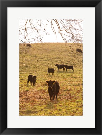 Framed Fall Field II Print