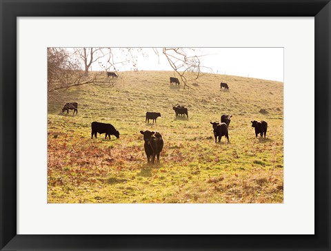 Framed Fall Field I Print