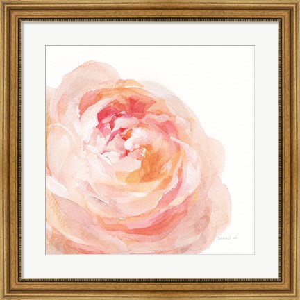 Framed Garden Rose on White Crop Print