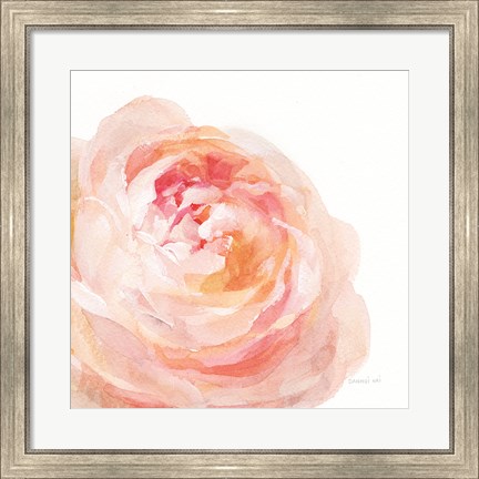 Framed Garden Rose on White Crop Print