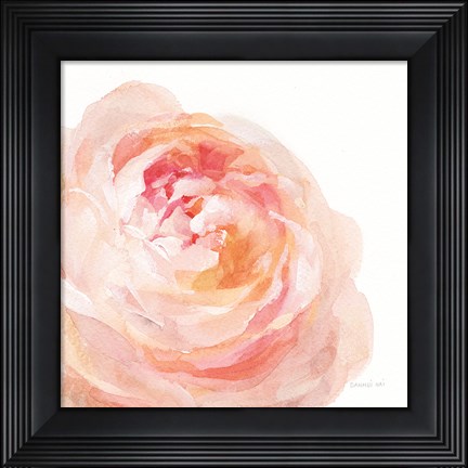 Framed Garden Rose on White Crop Print