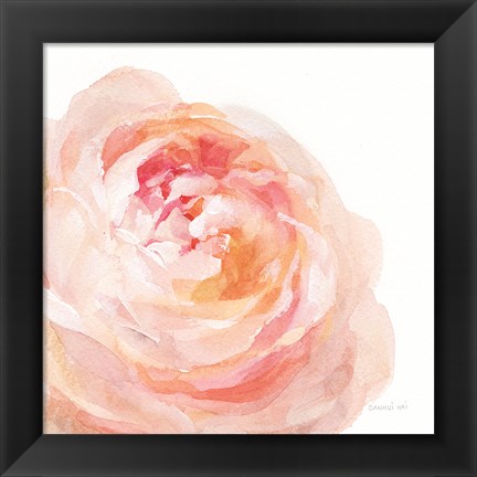 Framed Garden Rose on White Crop Print