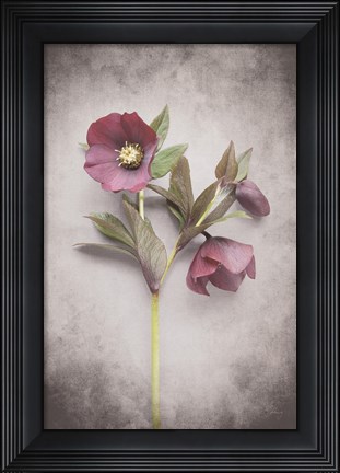 Framed Vintage Hellebore Study V Print