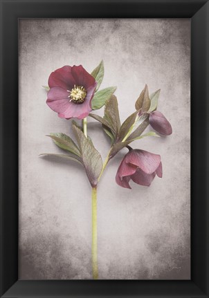 Framed Vintage Hellebore Study V Print