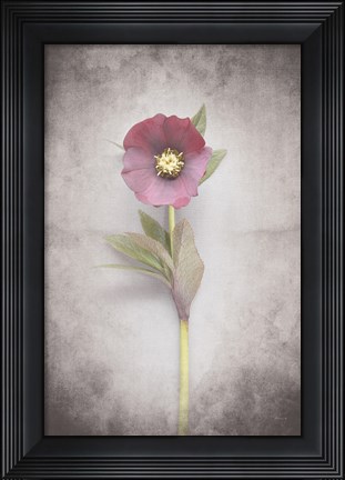 Framed Vintage Hellebore Study VI Print