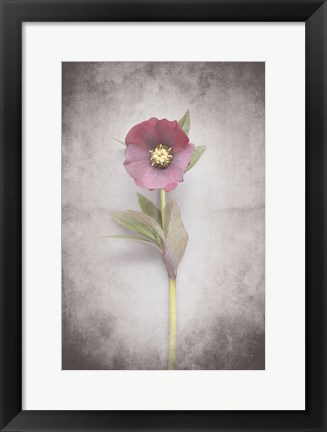 Framed Vintage Hellebore Study VI Print