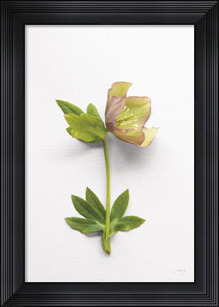 Framed Hellebore Study III Print
