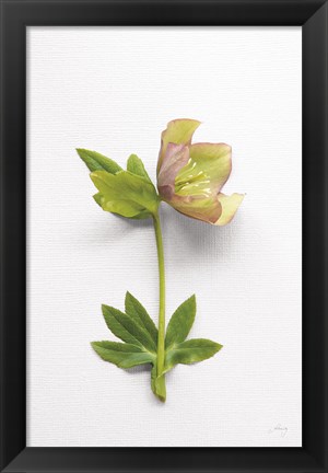 Framed Hellebore Study III Print