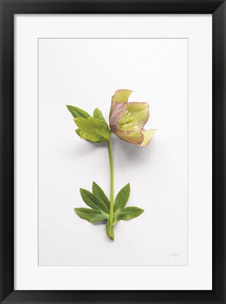 Framed Hellebore Study III Print