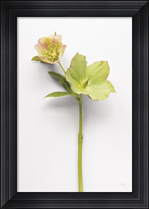 Framed Hellebore Study II Print