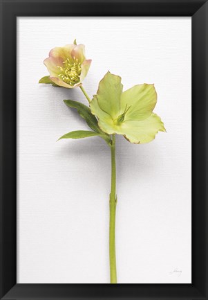 Framed Hellebore Study II Print