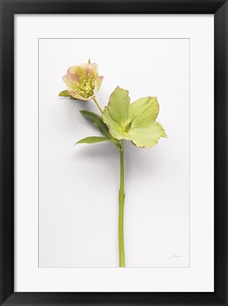 Framed Hellebore Study II Print