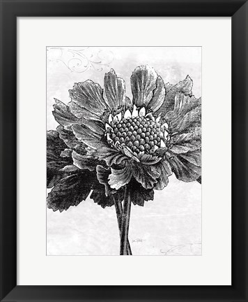 Framed Spa Botanical I BW Crop Print