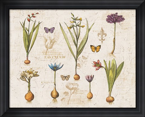 Framed Histoire Naturelle V v2 Print