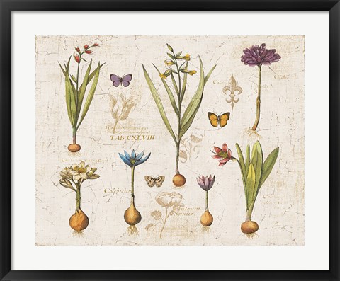 Framed Histoire Naturelle V v2 Print
