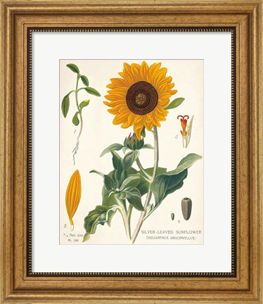 Framed Sunflower Chart on Ivory Print
