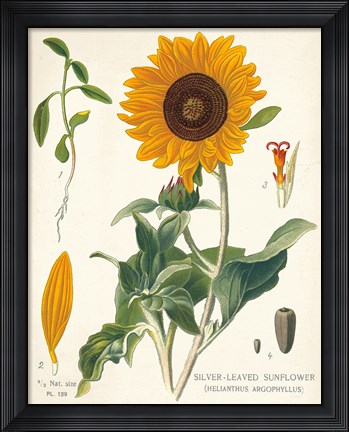 Framed Sunflower Chart on Ivory Print