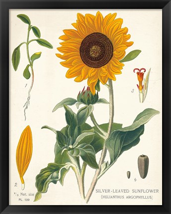 Framed Sunflower Chart on Ivory Print