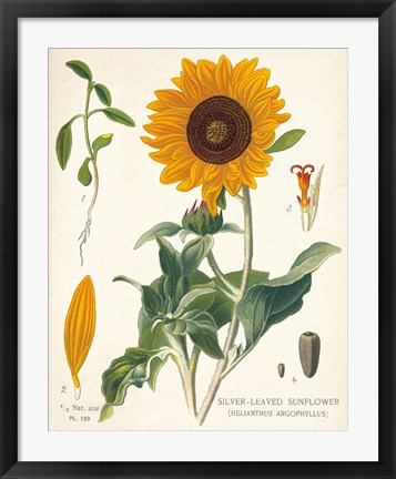 Framed Sunflower Chart on Ivory Print