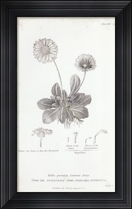 Framed Conversations on Botany IX Print