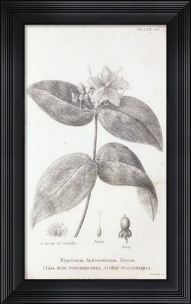 Framed Conversations on Botany VIII Print