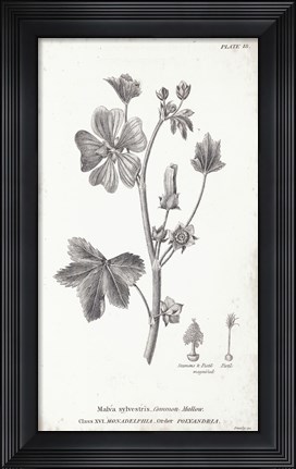 Framed Conversations on Botany VII Print