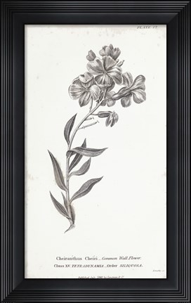 Framed Conversations on Botany VI Print