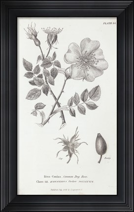 Framed Conversations on Botany IV Print