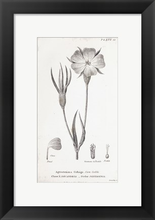 Framed Conversations on Botany III Print