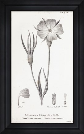 Framed Conversations on Botany III Print