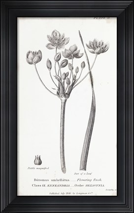 Framed Conversations on Botany II Print