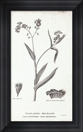 Framed Conversations on Botany I Print