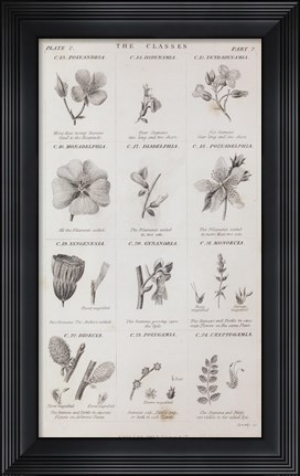 Framed Conversations on Botany X Print