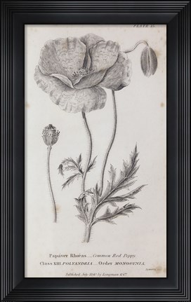 Framed Conversations on Botany V Print