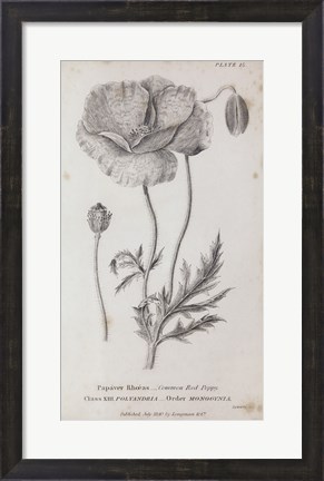 Framed Conversations on Botany V Print