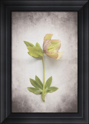 Framed Vintage Hellebore Study III Print